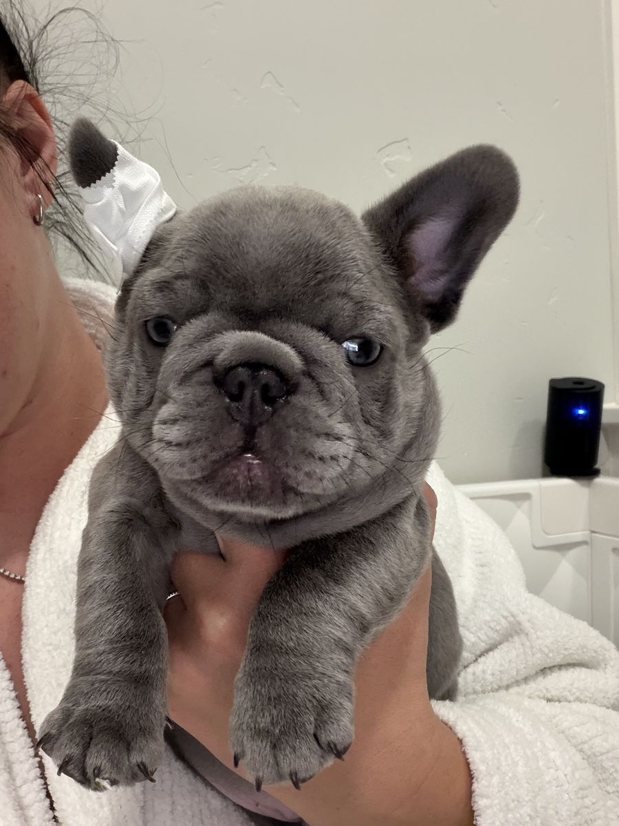 French bulldog