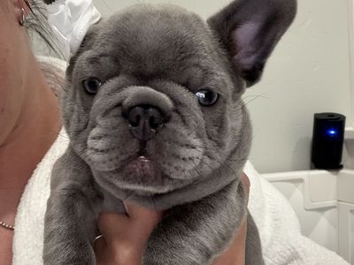 French bulldog