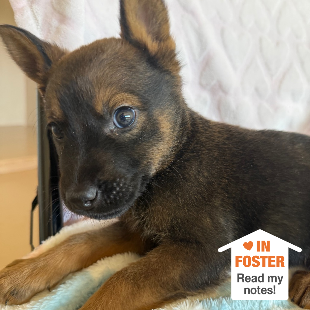 Hello my name is Frogger