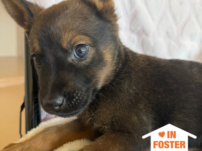 Hello my name is Frogger