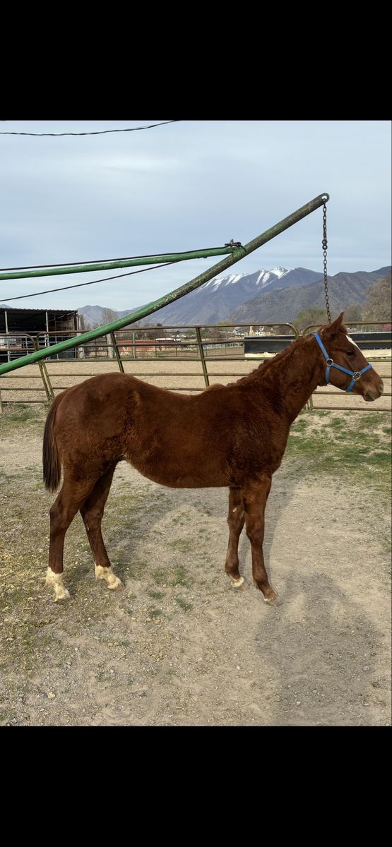 Registered Yearling Sorrel Stud Colt