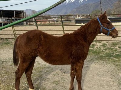 Registered Yearling Sorrel Stud Colt