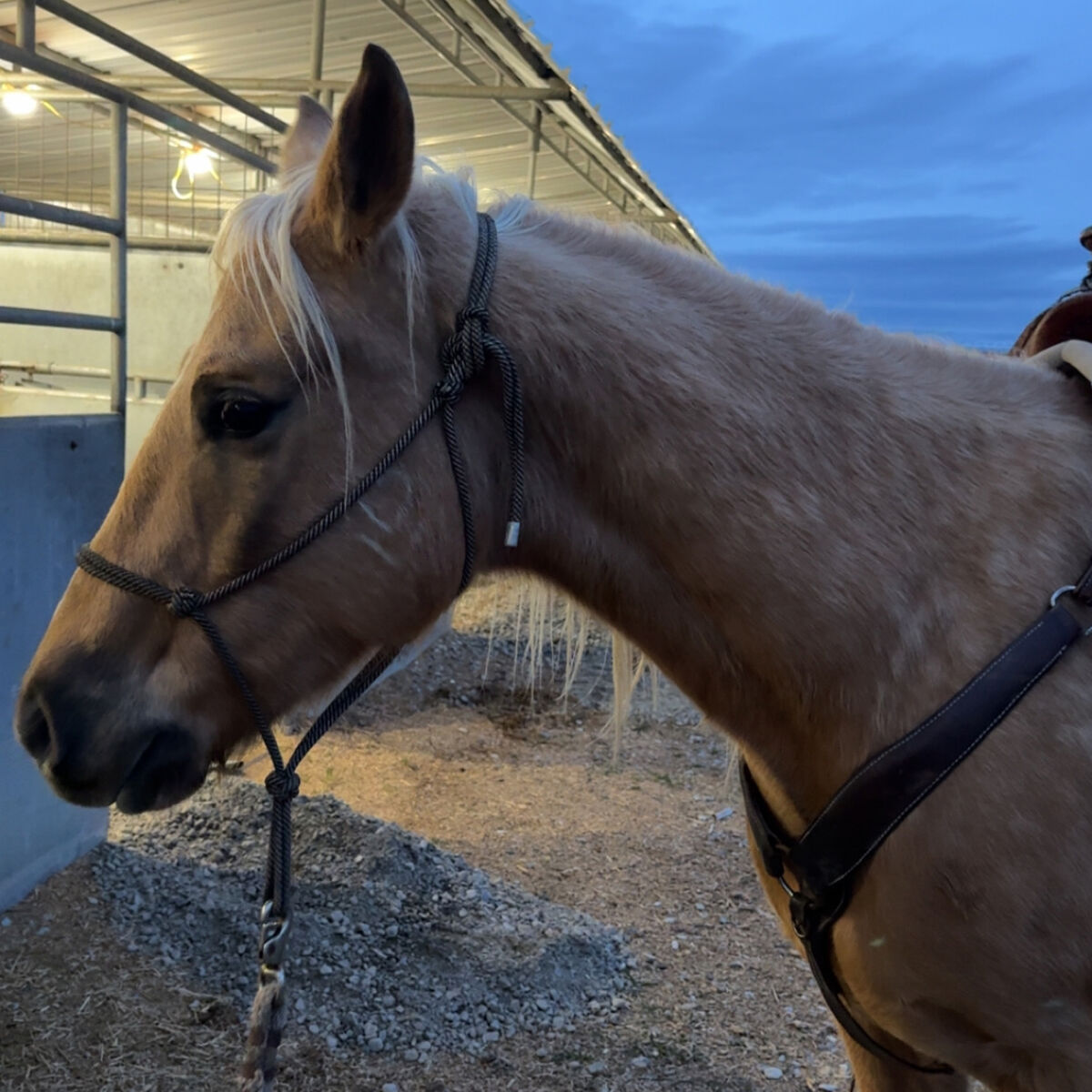 5 Year Old AQHA Gelding