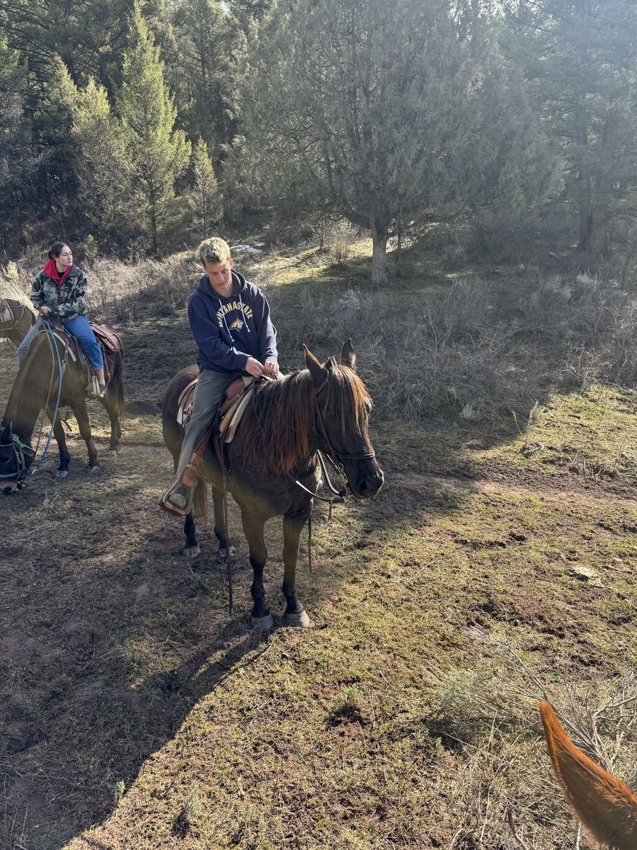 6 Year Old Gelding Mountain Horse Safe