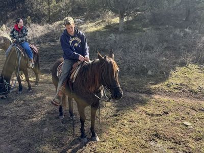 6 Year Old Gelding Mountain Horse Safe