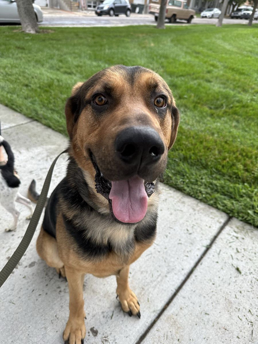 2 Dogs