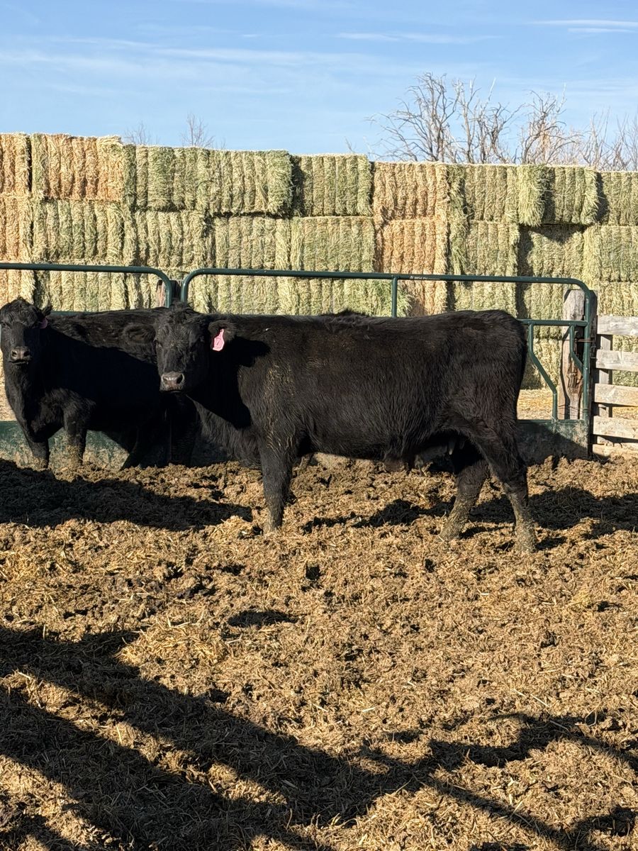 Black cows