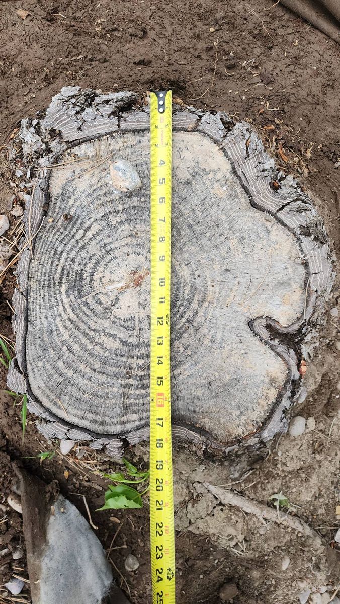 Stump Grinding and Removal