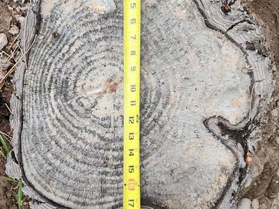 Stump Grinding and Removal