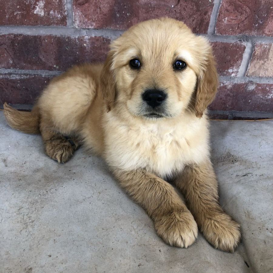 Adorable Golden Retriever Puppy - Ready for a Loving Home!