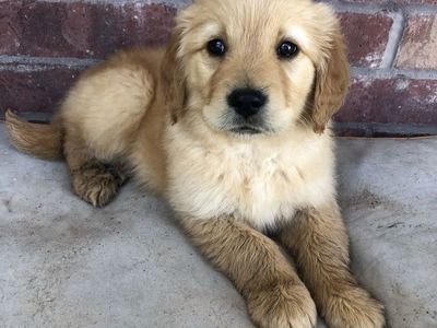Adorable Golden Retriever Puppy - Ready for a Loving Home!