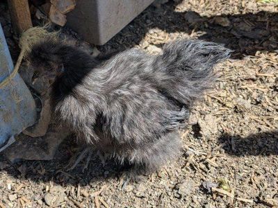 Young laying chickens