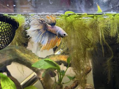Male Betta Fish