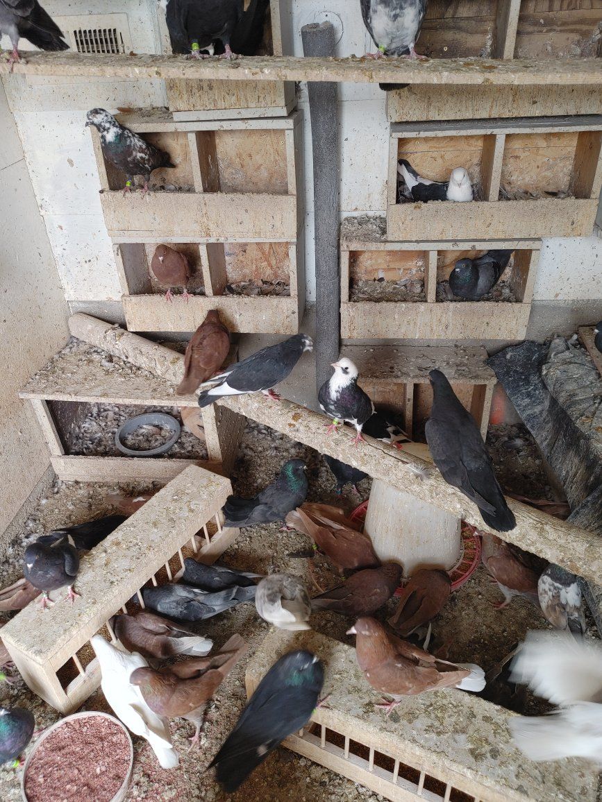 Roller pigeons