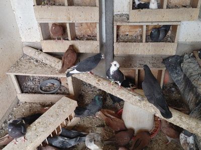 Roller pigeons