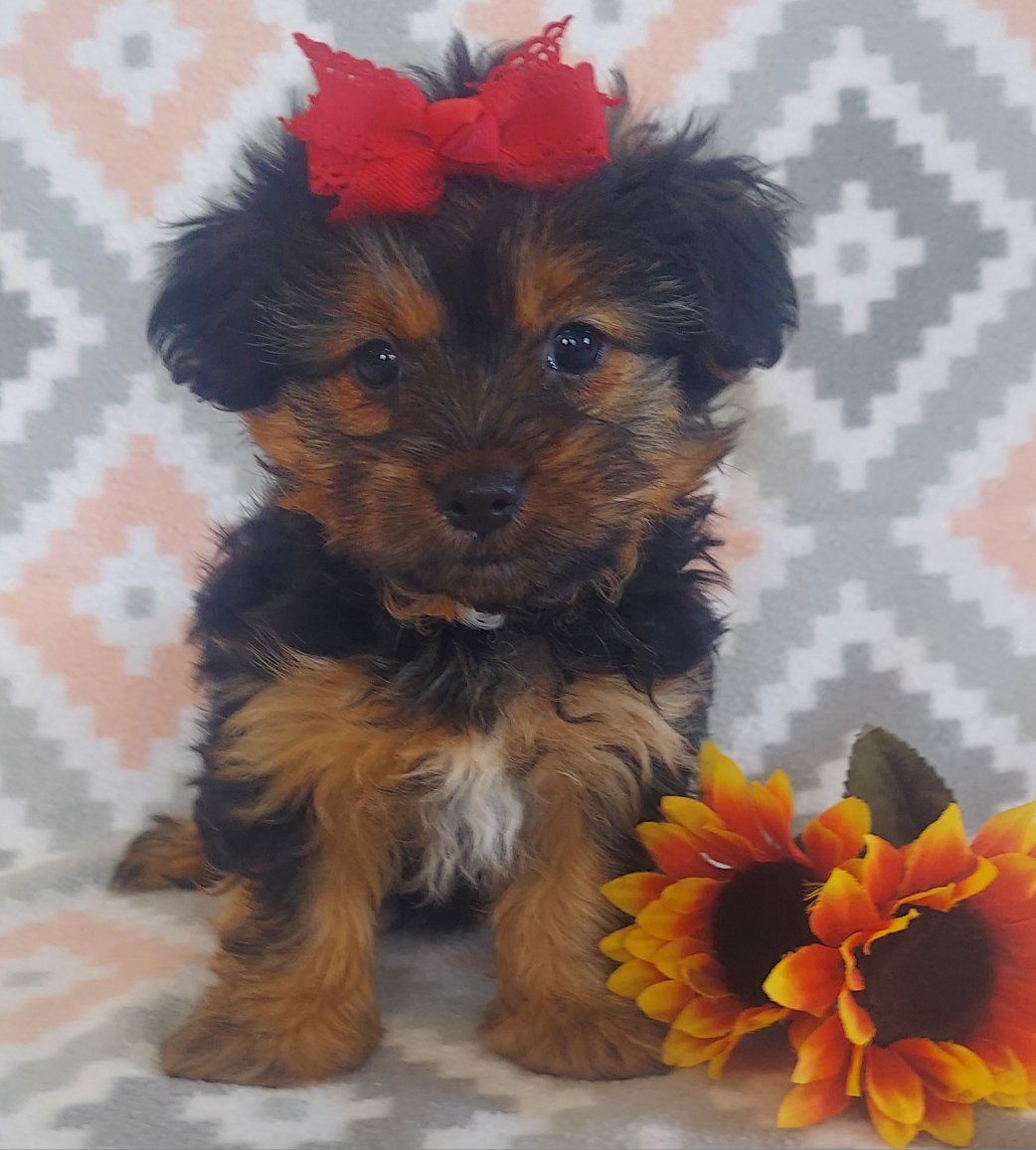 Adorable Purebred Yorkie Puppies