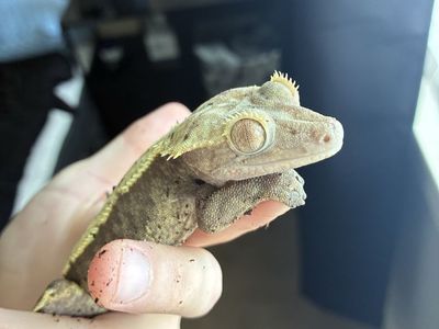 Stunning Proven Cream Dorsal Dalmatian Female Crested Gecko