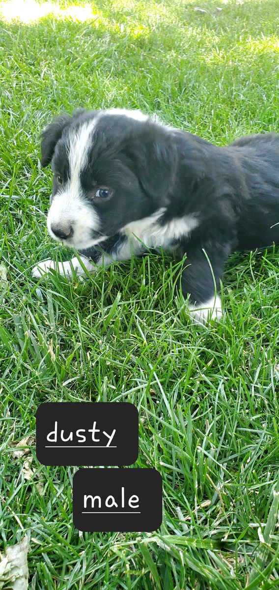 Border Collie Puppies