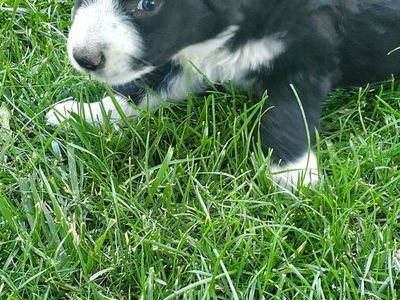 Border Collie Puppies