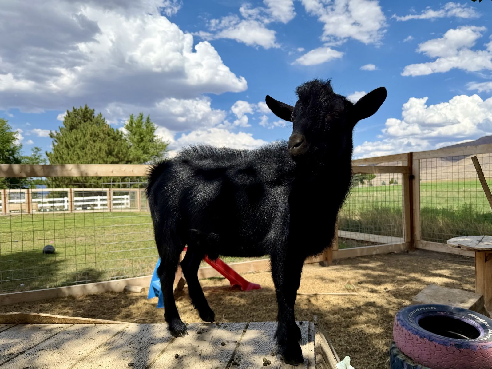 Nigerian Dwarf Buckling 