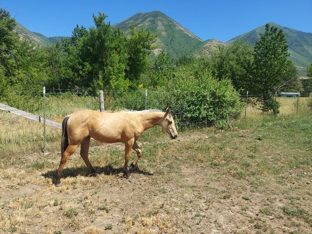 AQHA YEARLING  HORSE COLT