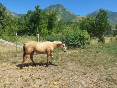 AQHA YEARLING HORSE COLT