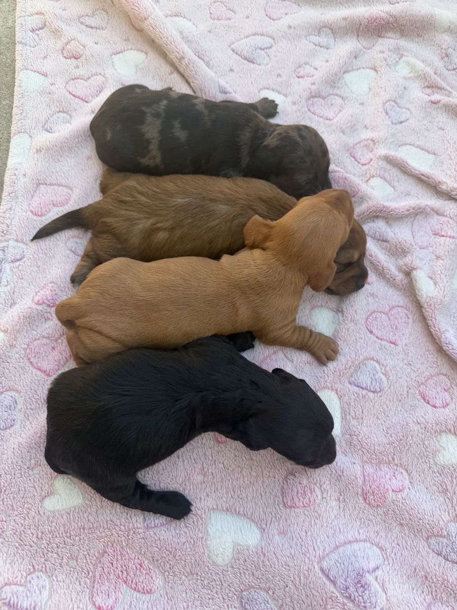 Mini Dachshunds