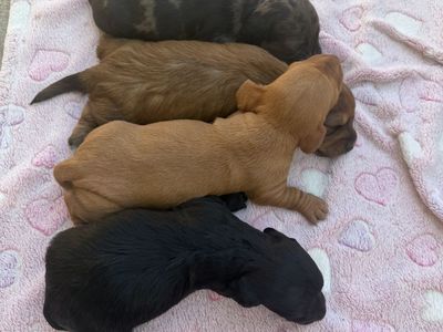 Mini Dachshunds