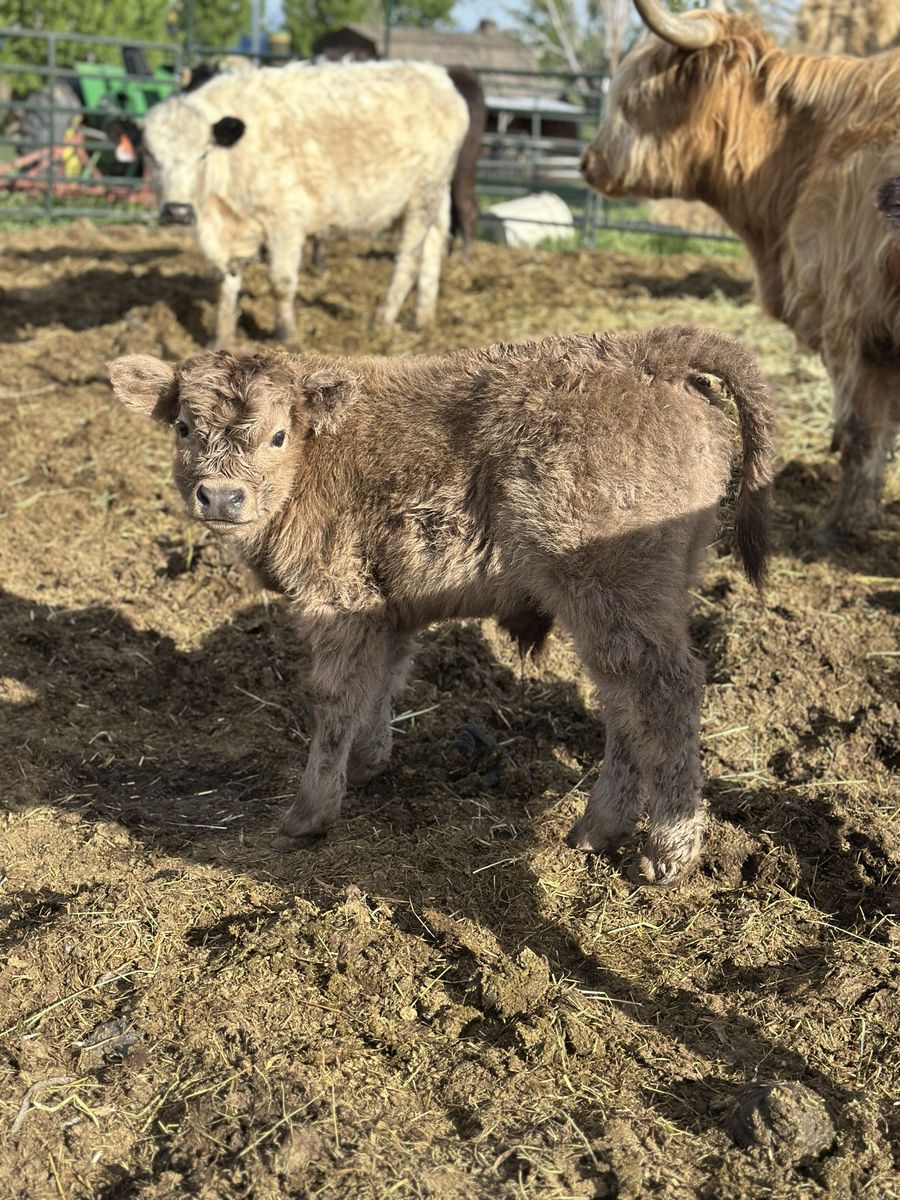 Purebred Scottish Highland Bull