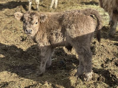 Purebred Scottish Highland Bull