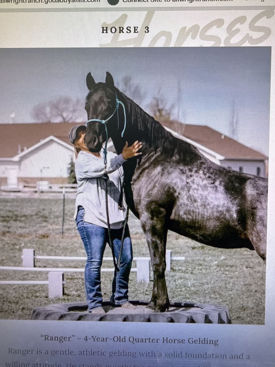 2 year old registered AQHA Blue Roan gelding