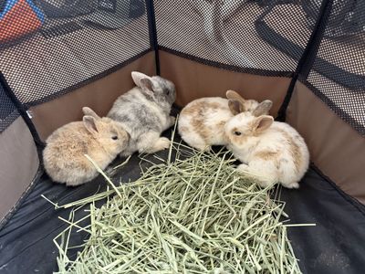 Baby Rabbits