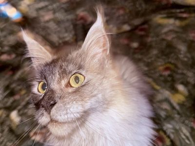 Maine coon female