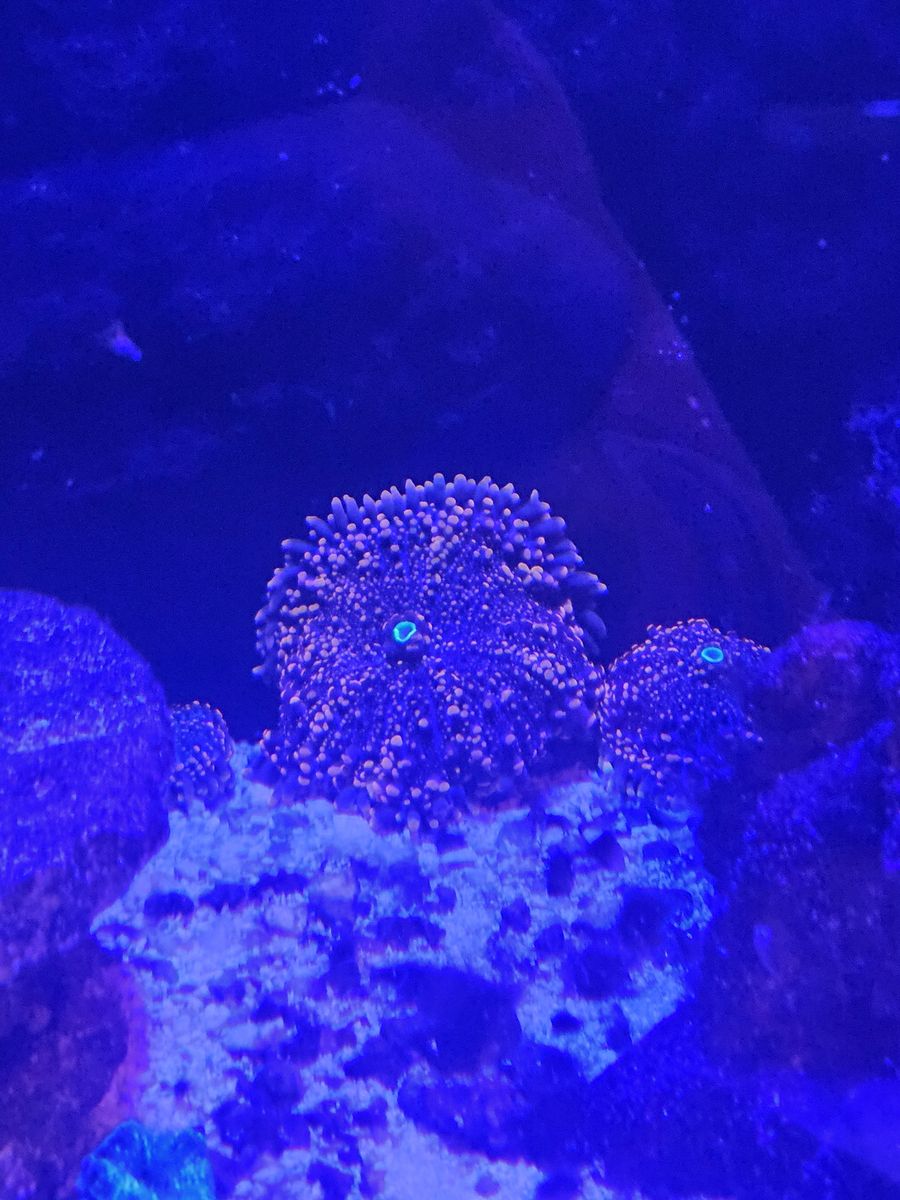 3 in orange yuma mushroom coral