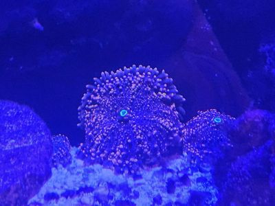 3 in orange yuma mushroom coral
