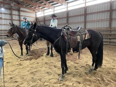 Beautiful. black, 3 year old Filly