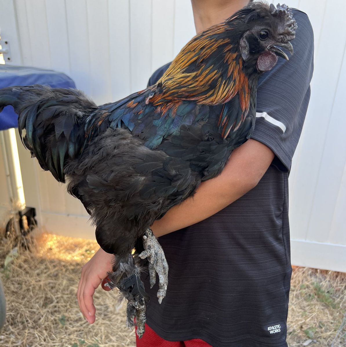 Beautiful Silkie Mix Rooster