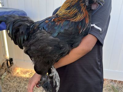 Beautiful Silkie Mix Rooster