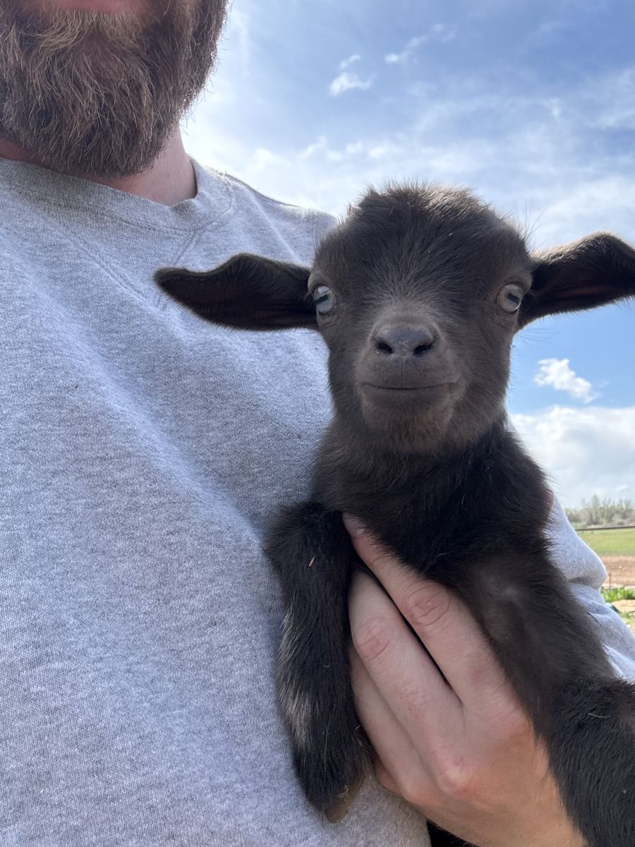 Pygmy Goats