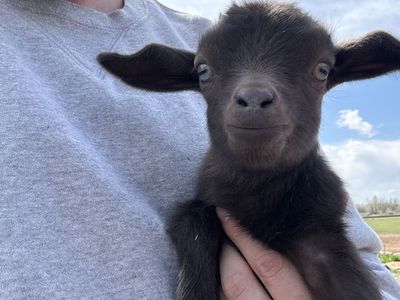 Pygmy Goats