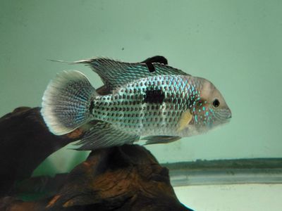 Green Terror