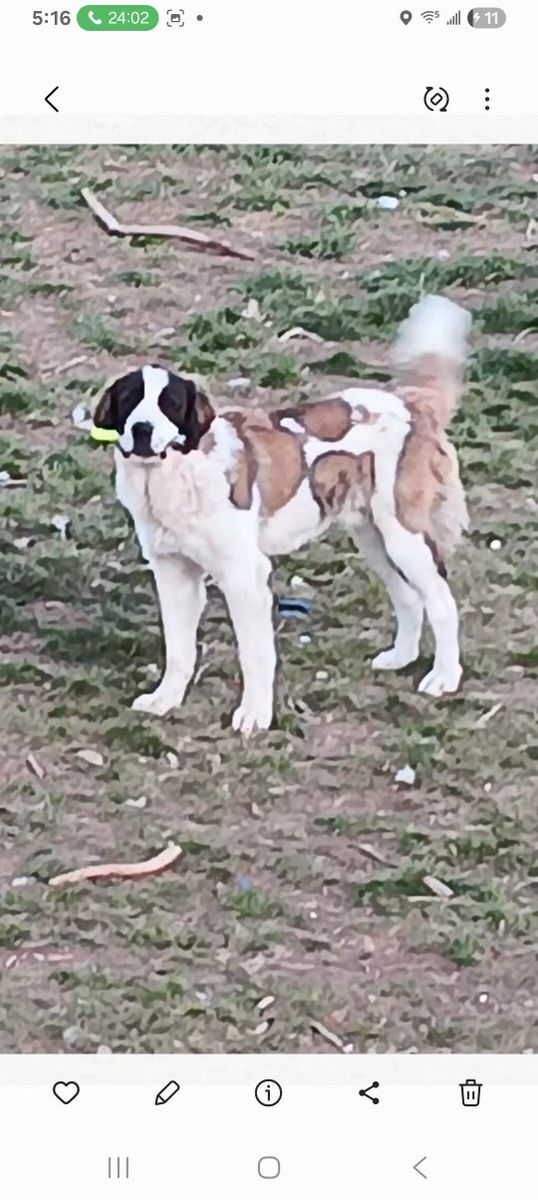 year old male saint bernard