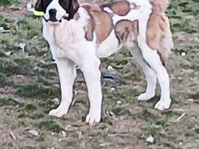 year old male saint bernard
