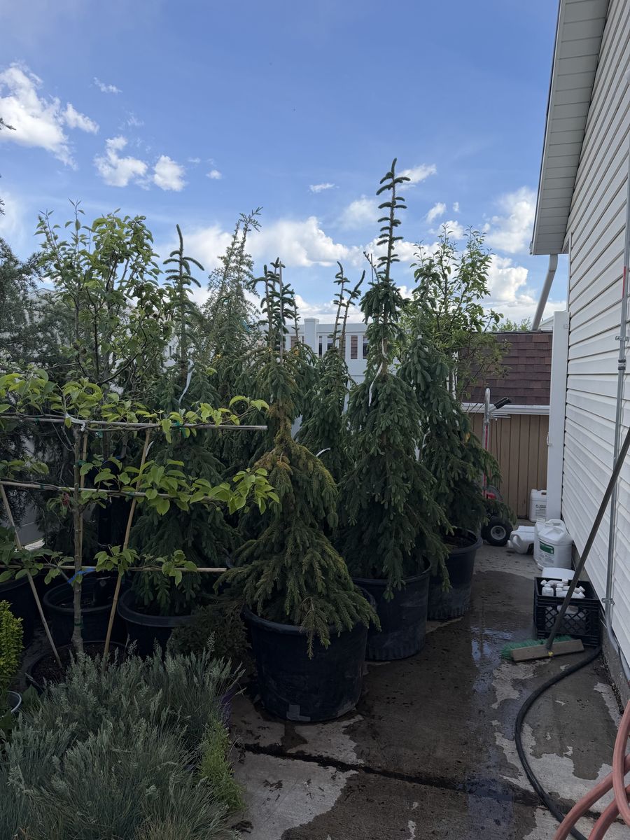 5-6 & 6-7’ Weeping White Spruce for sale