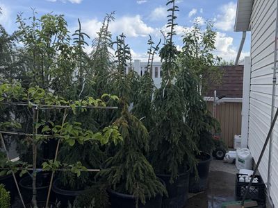 5-6 & 6-7’ Weeping White Spruce for sale