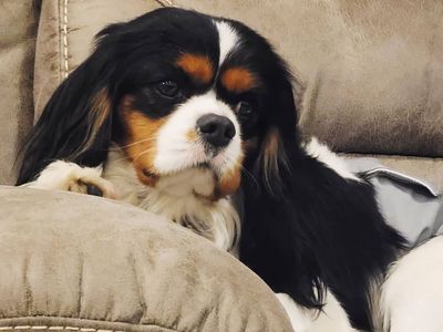 trained AKC male cavalier king charles spaniel
