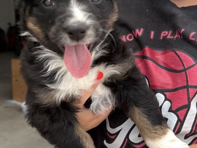Aussie Puppy