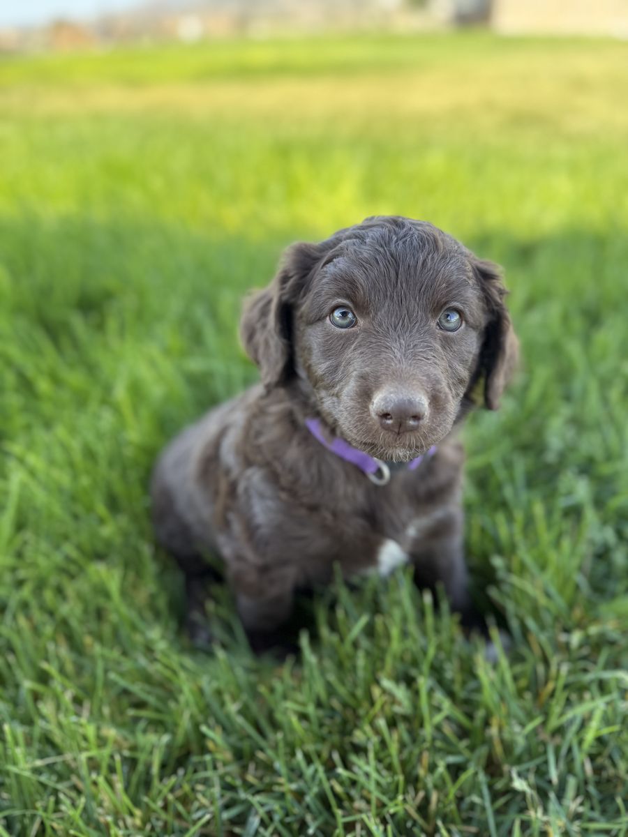 Multigen Mini/Medium Goldendoodle Puppies