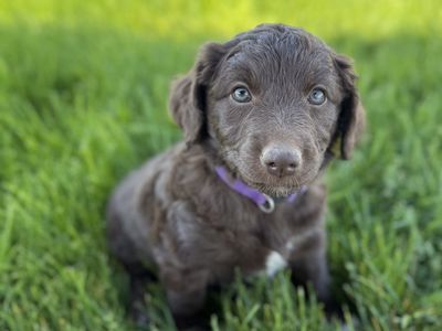 Multigen Mini/Medium Goldendoodle Puppies