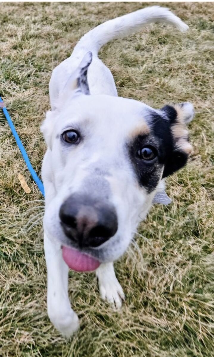 Camdon, Australian Cattle Dog, german shepherd mix
